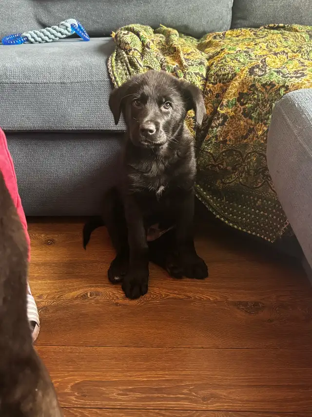 berger allemand x labrador noir