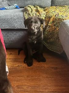 berger allemand x labrador noir