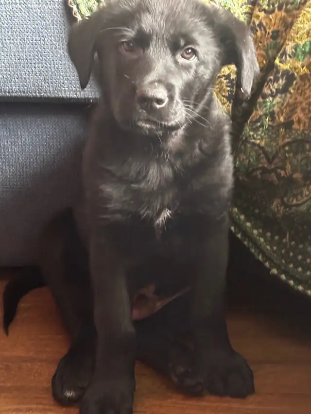 berger allemand x labrador noir - Photo 2