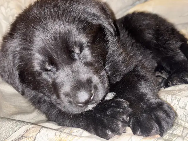 berger allemand x labrador noir - Photo 3