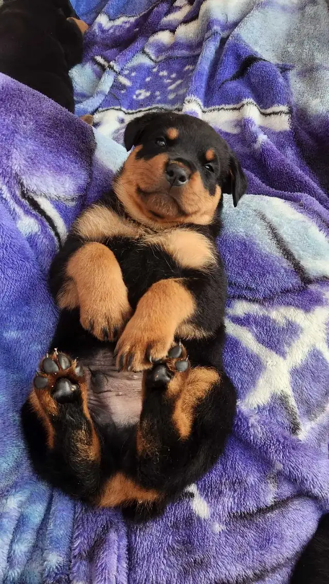 Upcoming Litter #2 - Photo 2