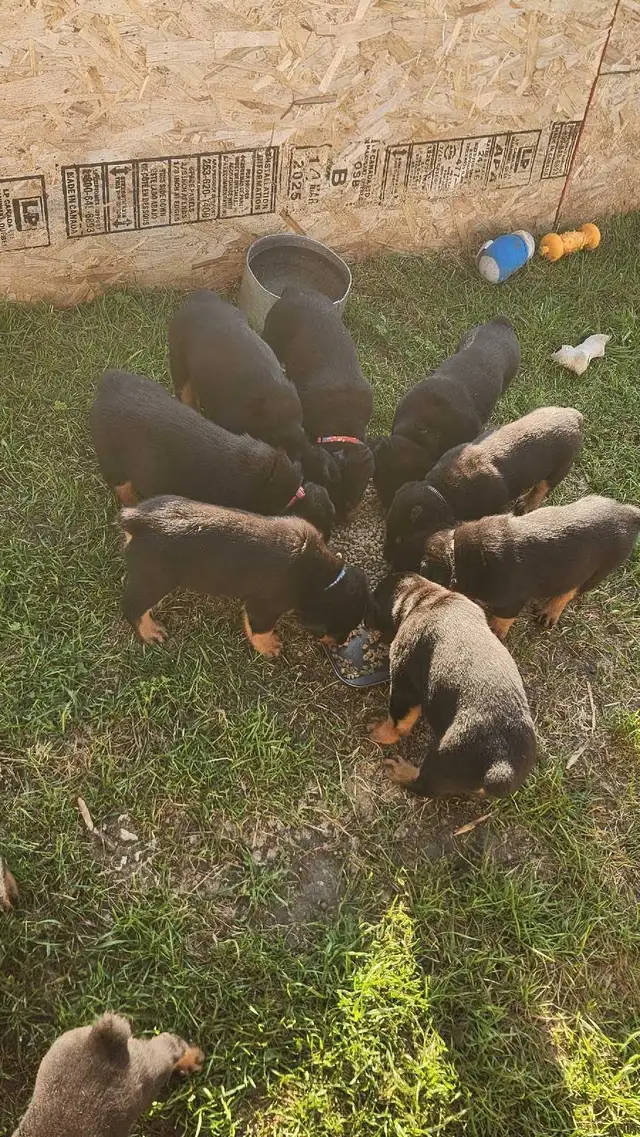 Upcoming Litter #2 - Photo 3