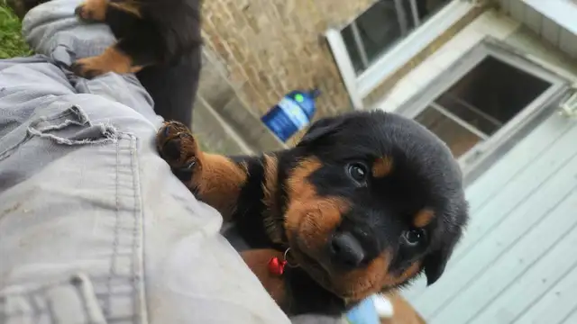 Upcoming Litter #2 - Photo 4