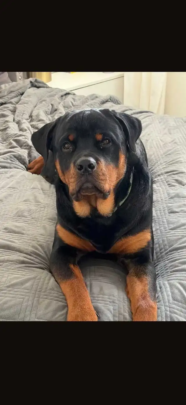 Upcoming Litter #2 - Photo 5