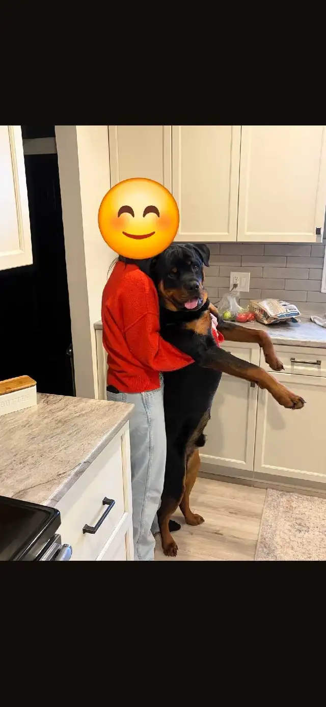 Upcoming Litter #2 - Photo 6