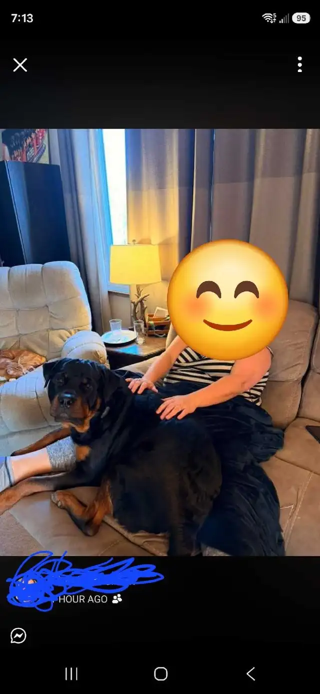 Upcoming Litter #2 - Photo 7