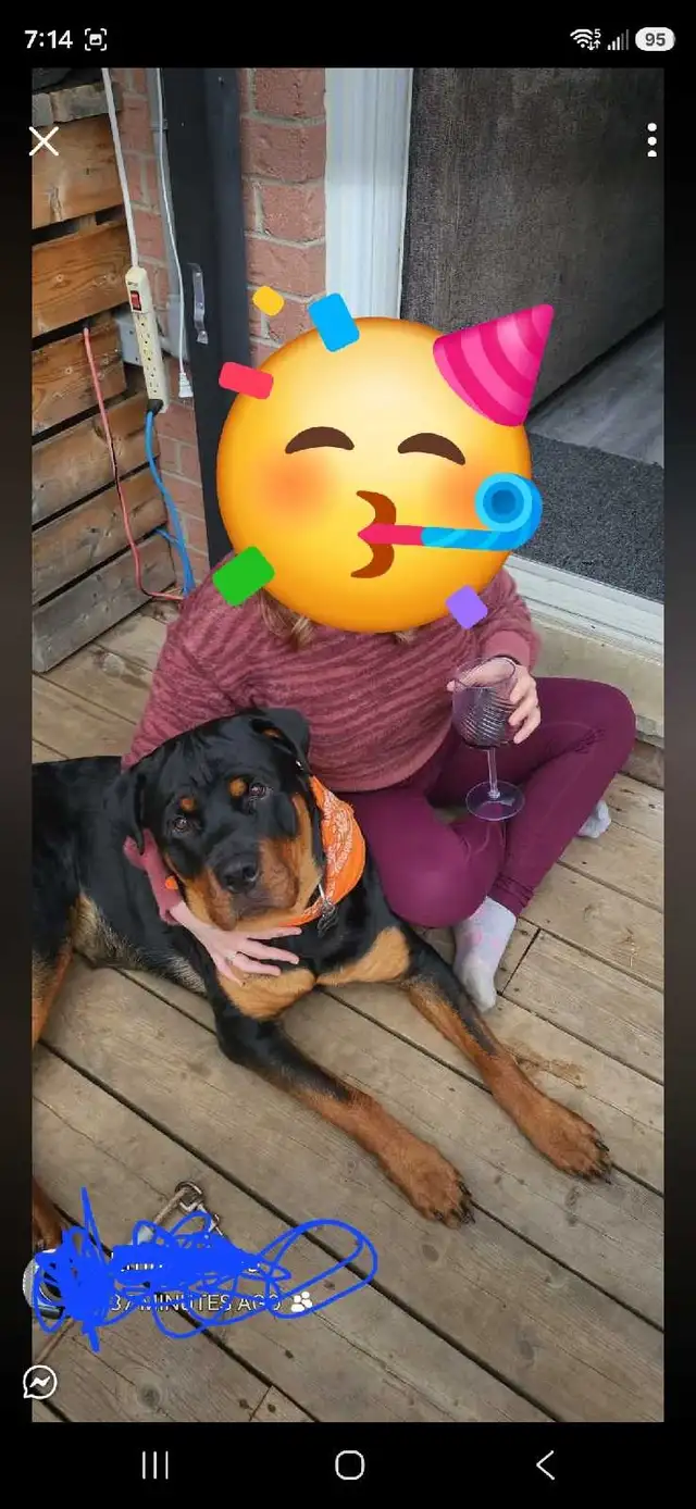 Upcoming Litter #2 - Photo 8