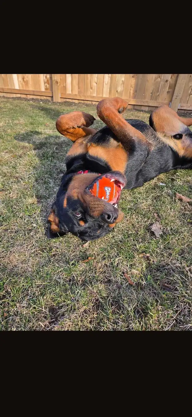 Upcoming Litter #2 - Photo 9