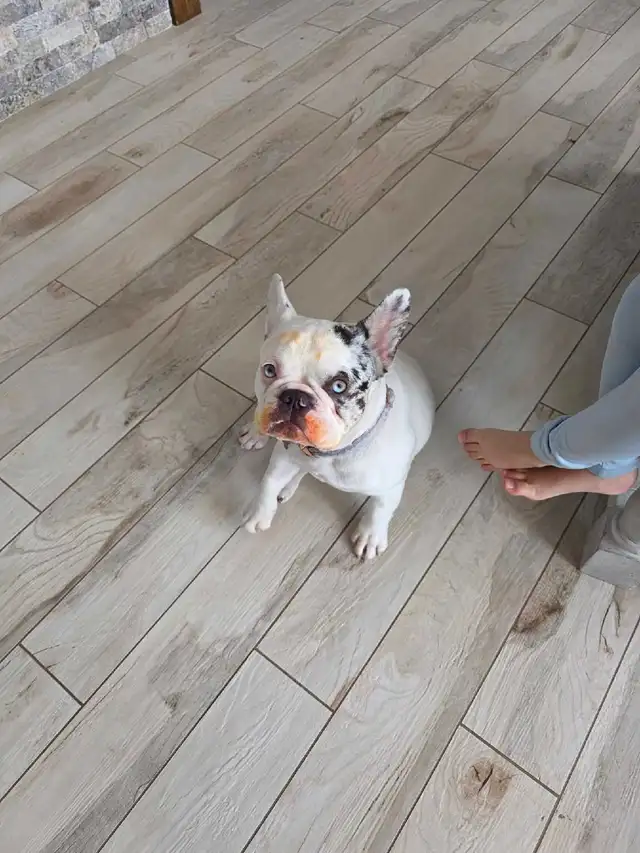 Lost puppy - Photo 2