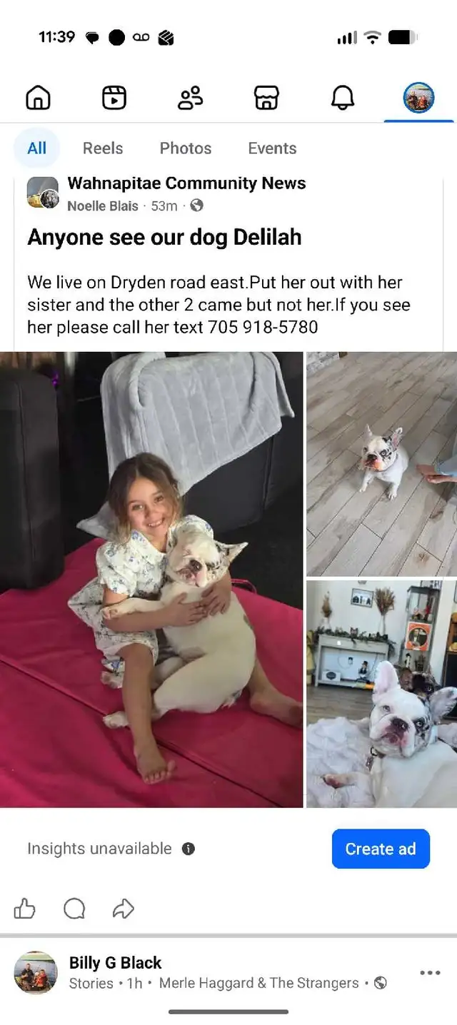 Lost puppy - Photo 3