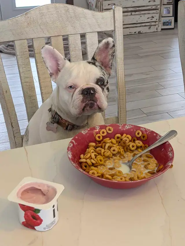 Lost puppy - Photo 4