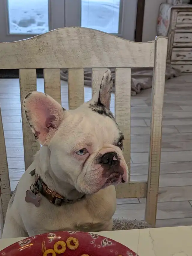 Lost puppy - Photo 5