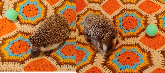 ♥Young adult hedgehogs Odessa or Blaze!