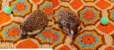 ♥Young adult hedgehogs Odessa or Blaze!