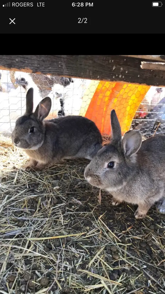 2 male Flemish cross rabbits