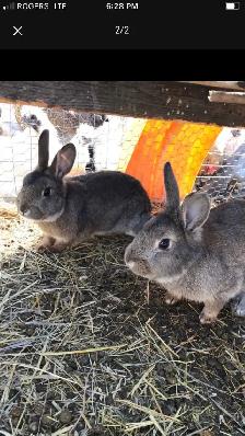 2 male Flemish cross rabbits