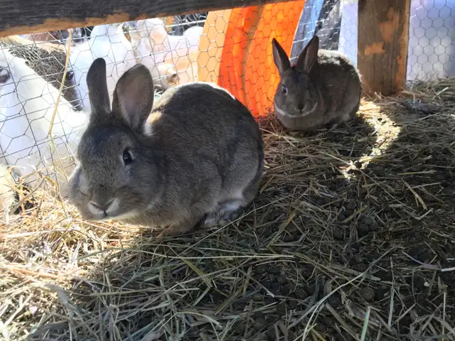 2 male Flemish cross rabbits - Photo 2
