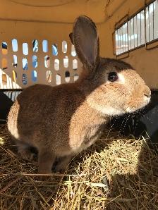 Flemish giant cross doe