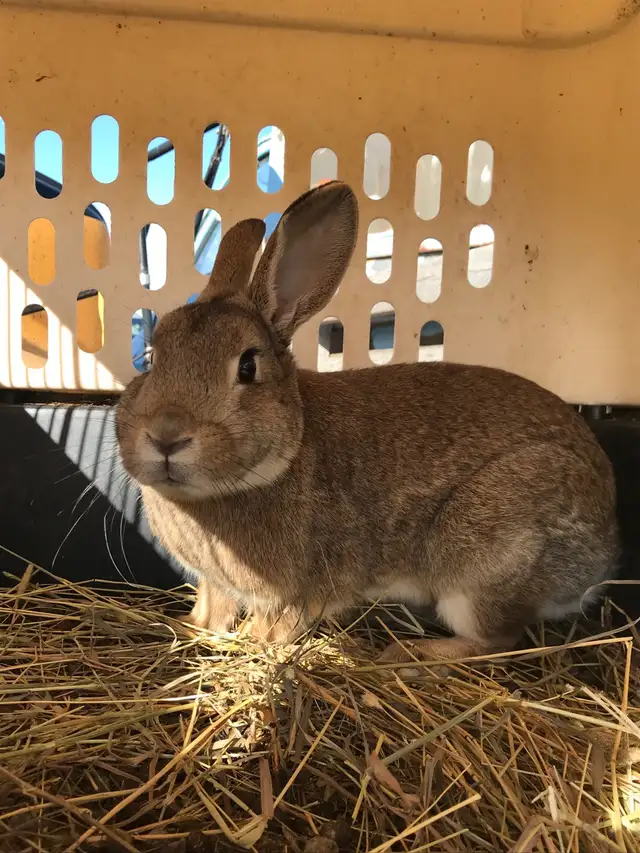 Flemish giant cross doe - Photo 2