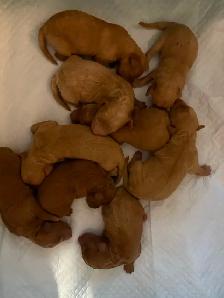 APRICOT AND RED BROWN UPCOMING MINI POODLES