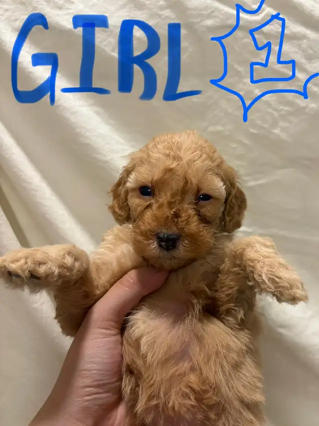 APRICOT AND RED BROWN UPCOMING MINI POODLES - Photo 2