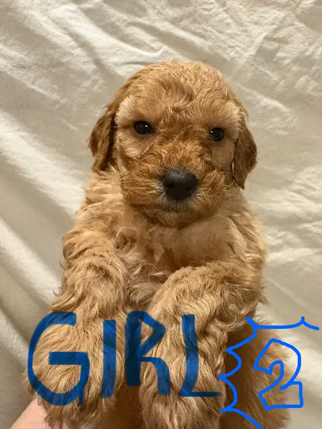 APRICOT AND RED BROWN UPCOMING MINI POODLES - Photo 3