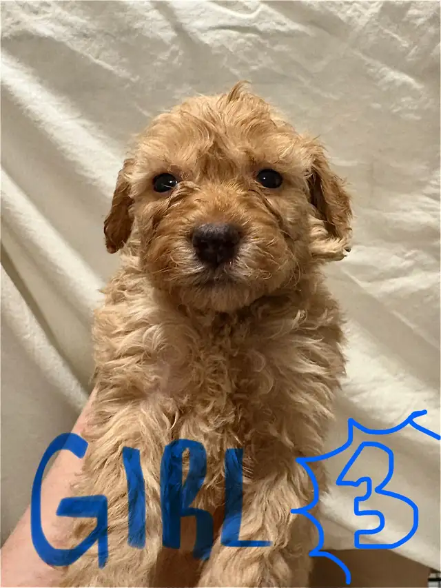 APRICOT AND RED BROWN UPCOMING MINI POODLES - Photo 4