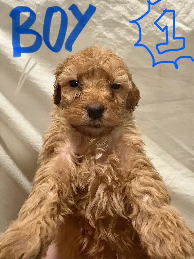 APRICOT AND RED BROWN UPCOMING MINI POODLES - Photo 5