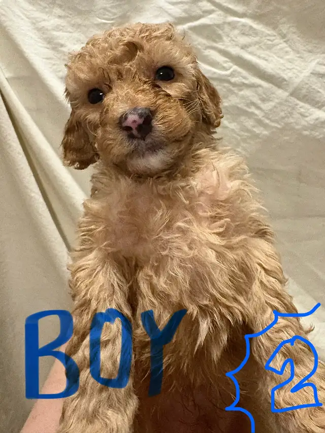 APRICOT AND RED BROWN UPCOMING MINI POODLES - Photo 6