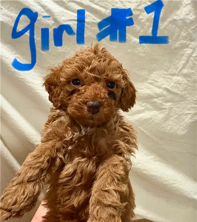 APRICOT AND RED BROWN UPCOMING MINI POODLES - Photo 7