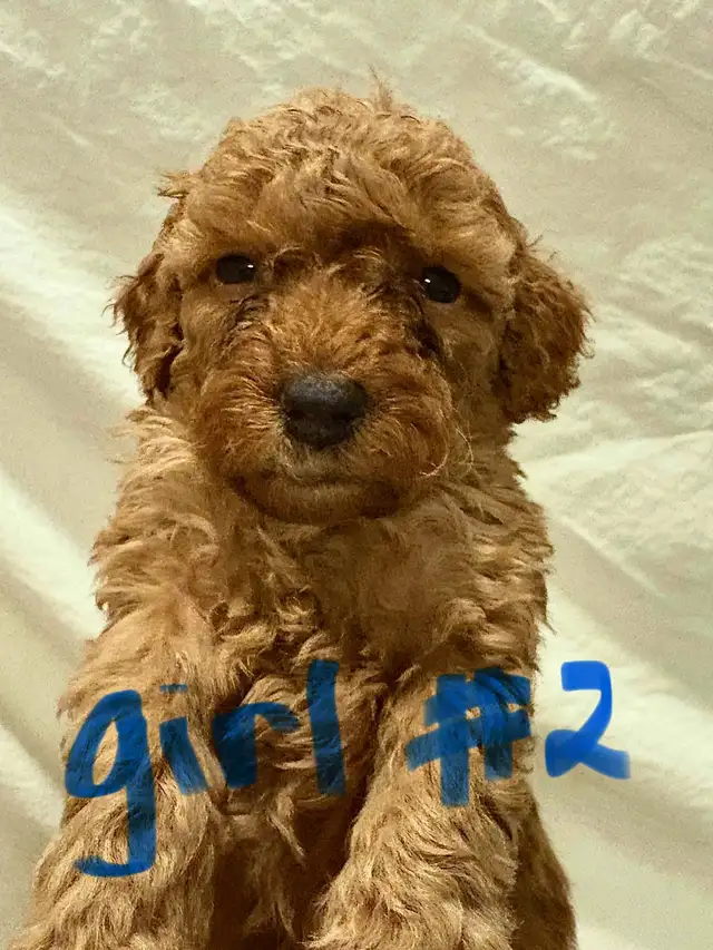 APRICOT AND RED BROWN UPCOMING MINI POODLES - Photo 8