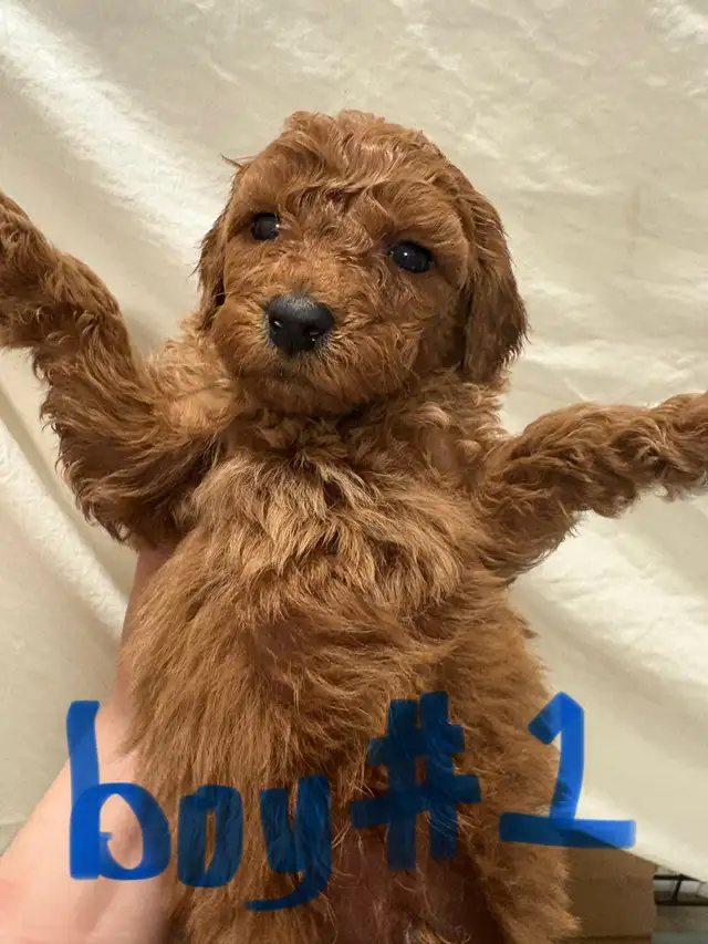 APRICOT AND RED BROWN UPCOMING MINI POODLES - Photo 9