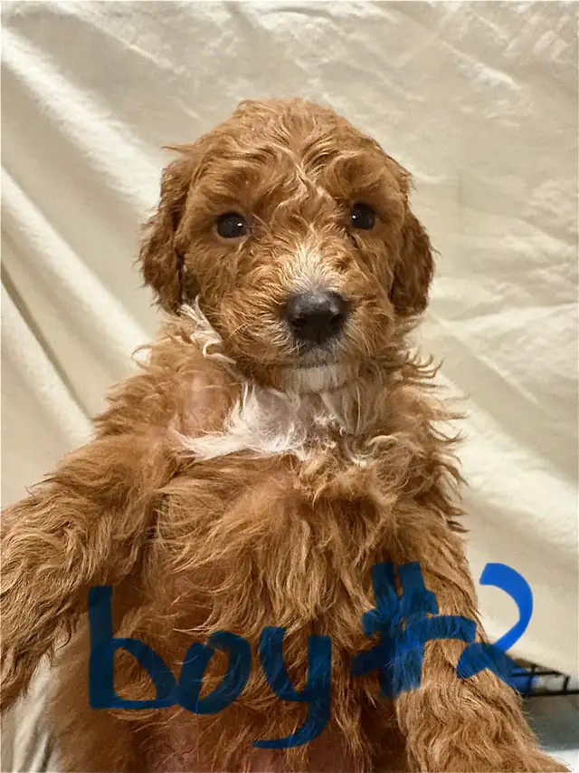 APRICOT AND RED BROWN UPCOMING MINI POODLES - Photo 10