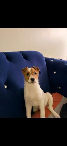 Jack Russel