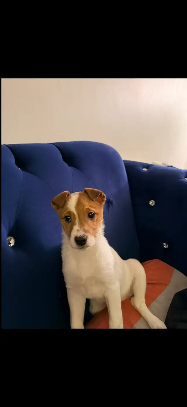 Jack Russel - Photo 2