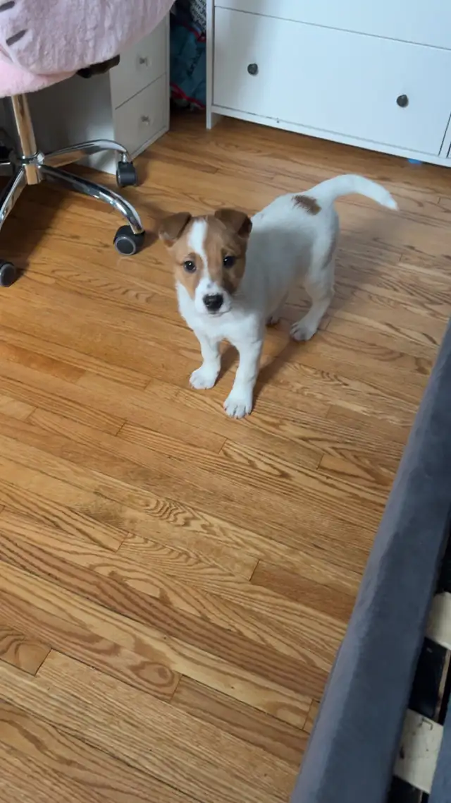 Jack Russel - Photo 3