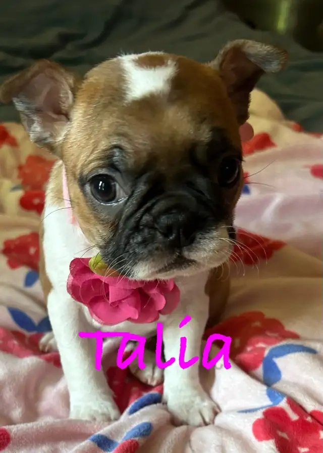 Frenchton puppies (Boston terrier- French bulldog mix)