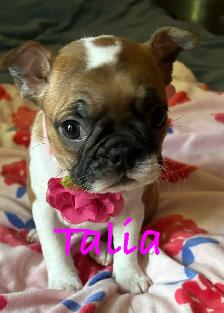 Frenchton puppies (Boston terrier- French bulldog mix)