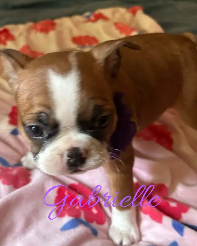 Frenchton puppies (Boston terrier- French bulldog mix) - Photo 2