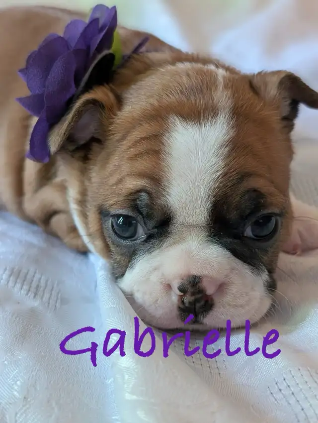 Frenchton puppies (Boston terrier- French bulldog mix) - Photo 3