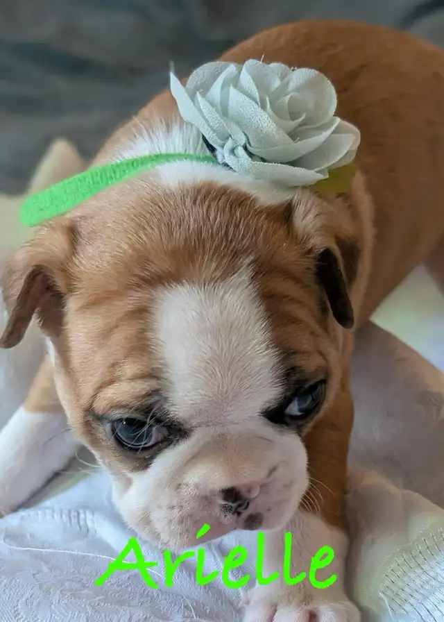 Frenchton puppies (Boston terrier- French bulldog mix) - Photo 4