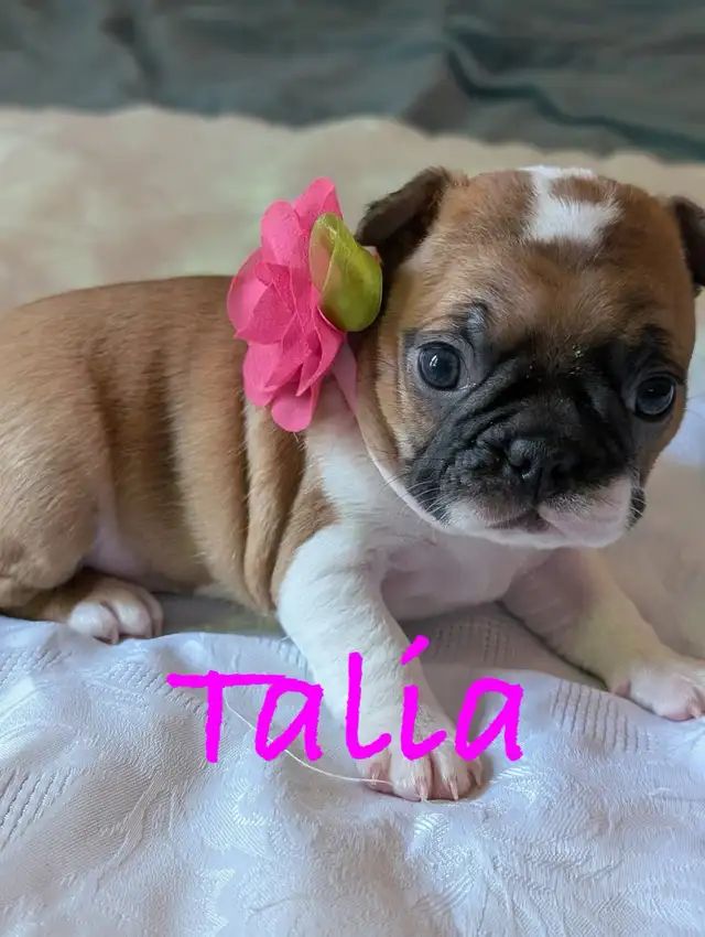 Frenchton puppies (Boston terrier- French bulldog mix) - Photo 5