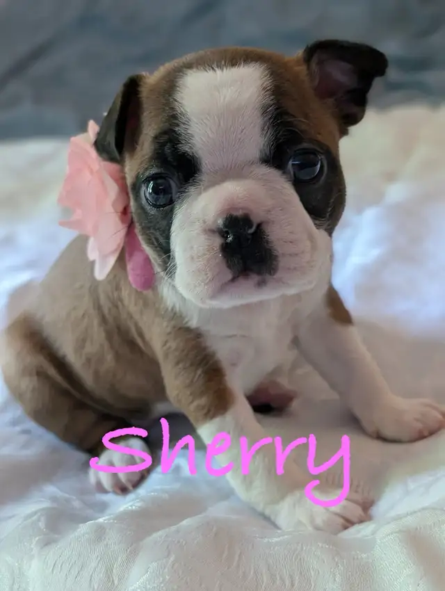 Frenchton puppies (Boston terrier- French bulldog mix) - Photo 6