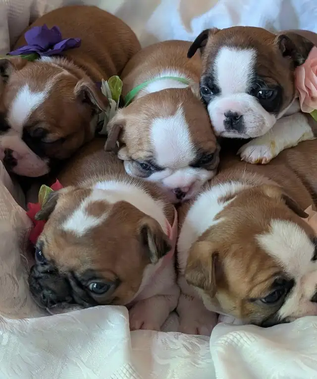 Frenchton puppies (Boston terrier- French bulldog mix) - Photo 7