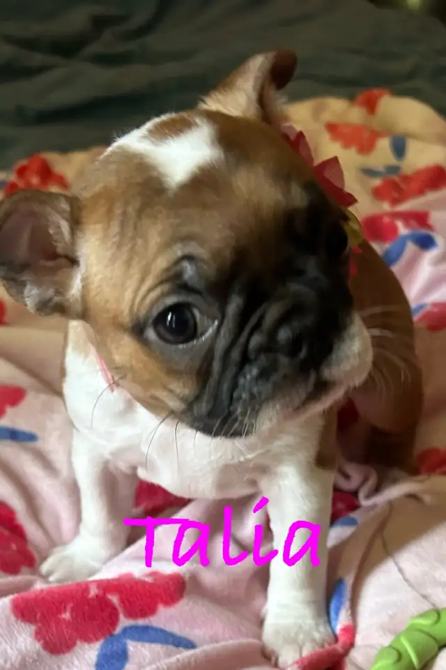 Frenchton puppies (Boston terrier- French bulldog mix) - Photo 8