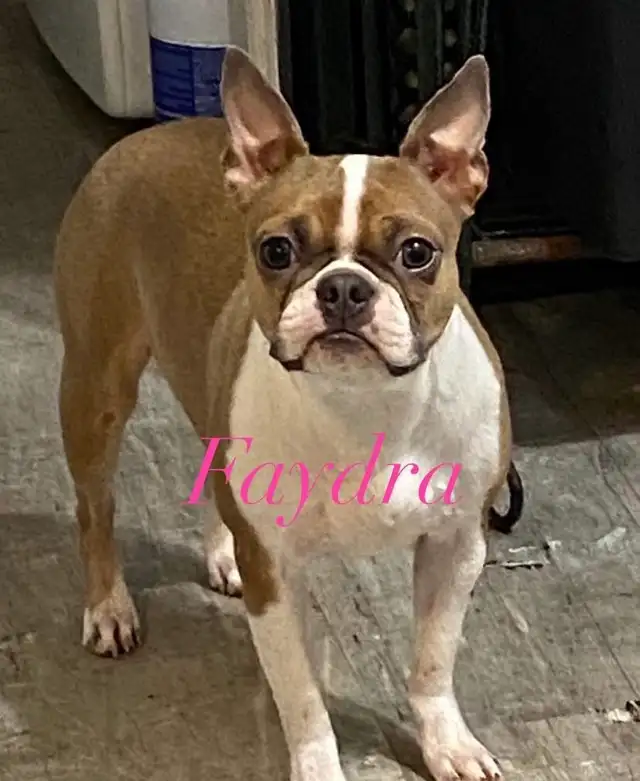 Frenchton puppies (Boston terrier- French bulldog mix) - Photo 9