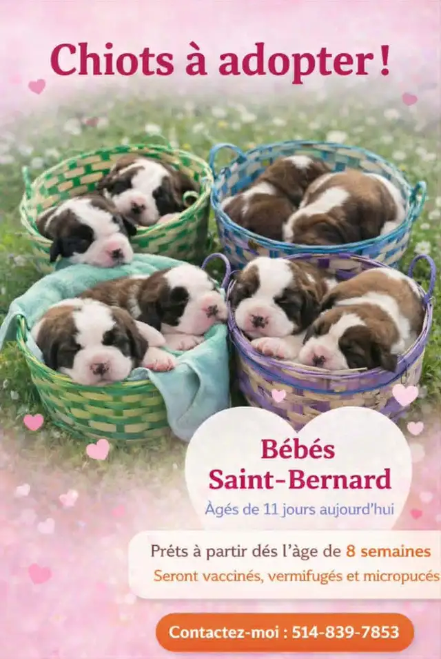 Bébé St-bernard a vendre