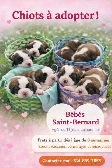 Bébé St-bernard a vendre