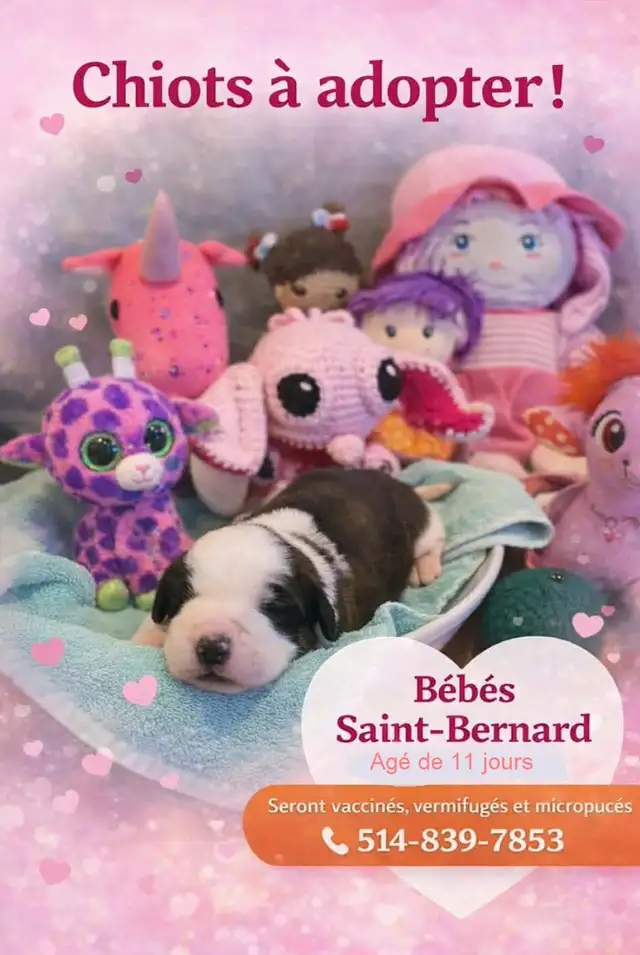 Bébé St-bernard a vendre - Photo 2
