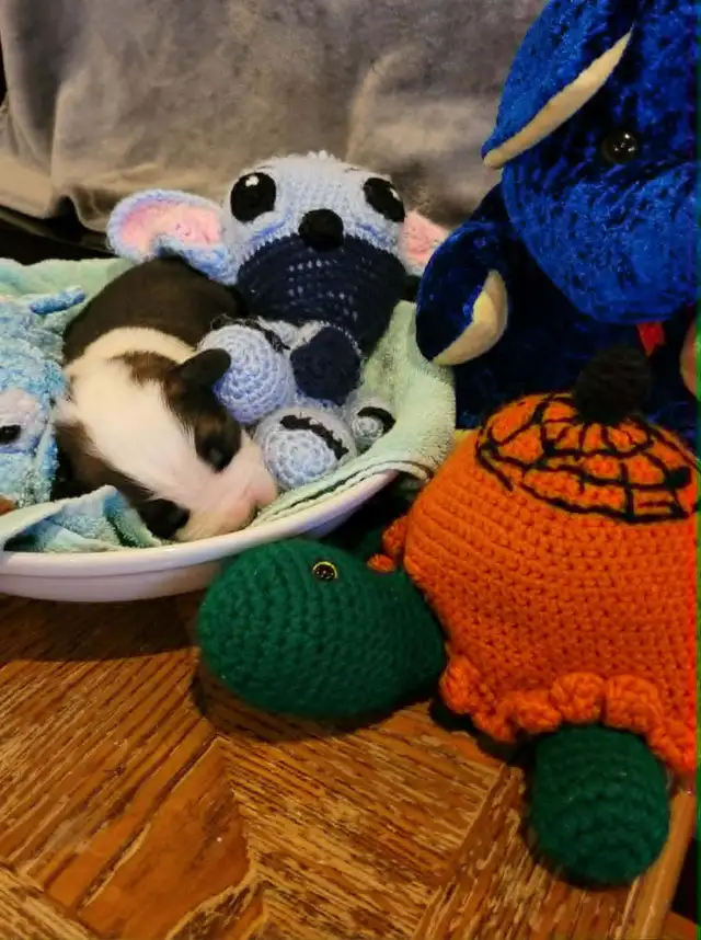 Bébé St-bernard a vendre - Photo 3